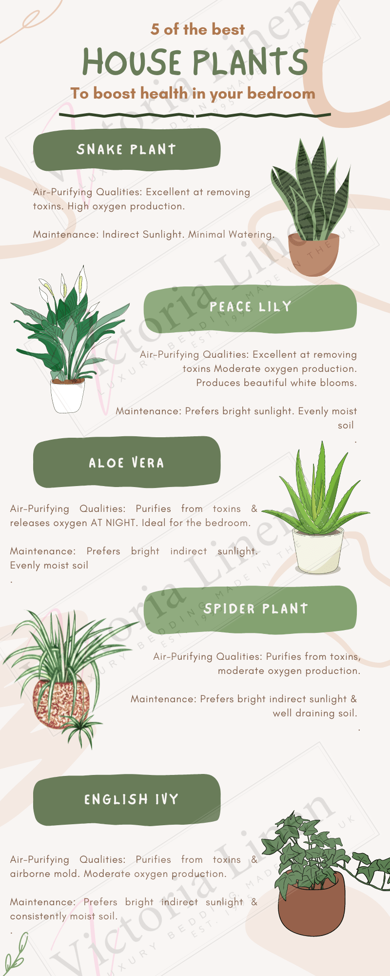 best-plants-for-the-bedroom